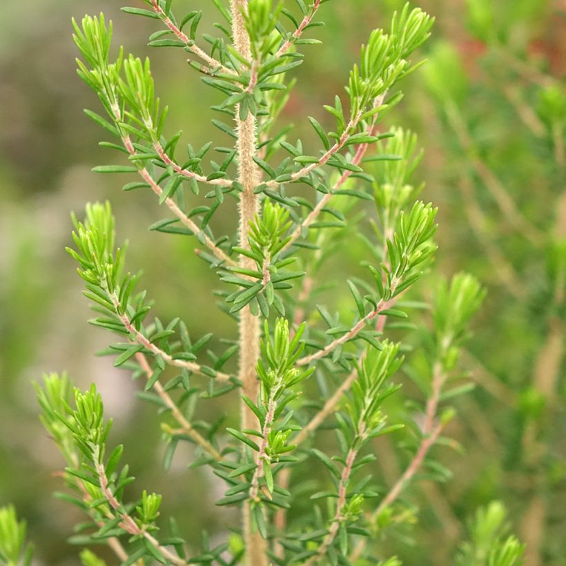 Erica canaliculata - Brezo de turbera (Follaje)