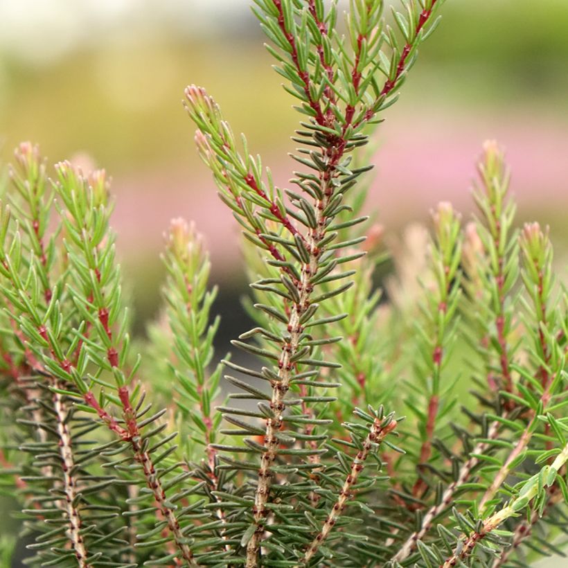 Erica darleyensis Lea - Brezo rosado (Follaje)