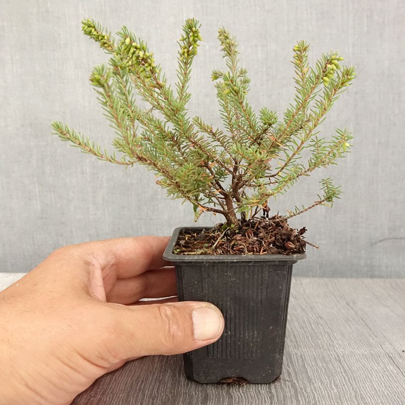 Ejemplar de Erica darleyensis Tyann - Brezo rosado Maceta de 8/9 cm entregado en verano
