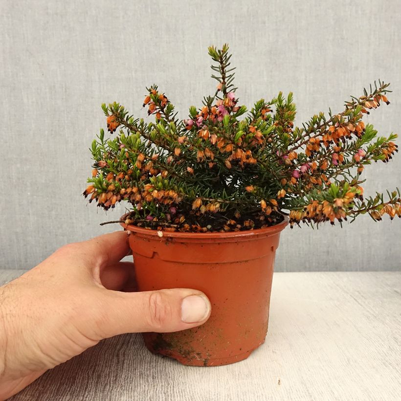 Erica darleyensis Tyann - Brezo rosado Maceta 1L/1,5L Ejemplar entregado en la primavera