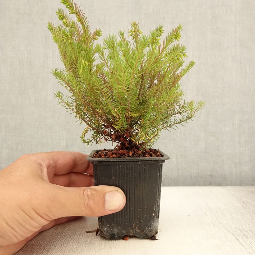 Ejemplar de Erica darleyensis Spring Surprise - Brezo rosado Maceta de 8/9 cm entregado en verano