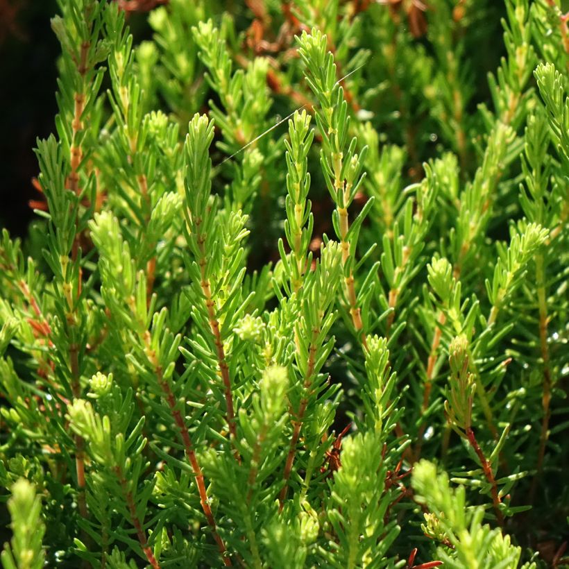 Erica darleyensis Spring Surprise - Brezo rosado (Follaje)
