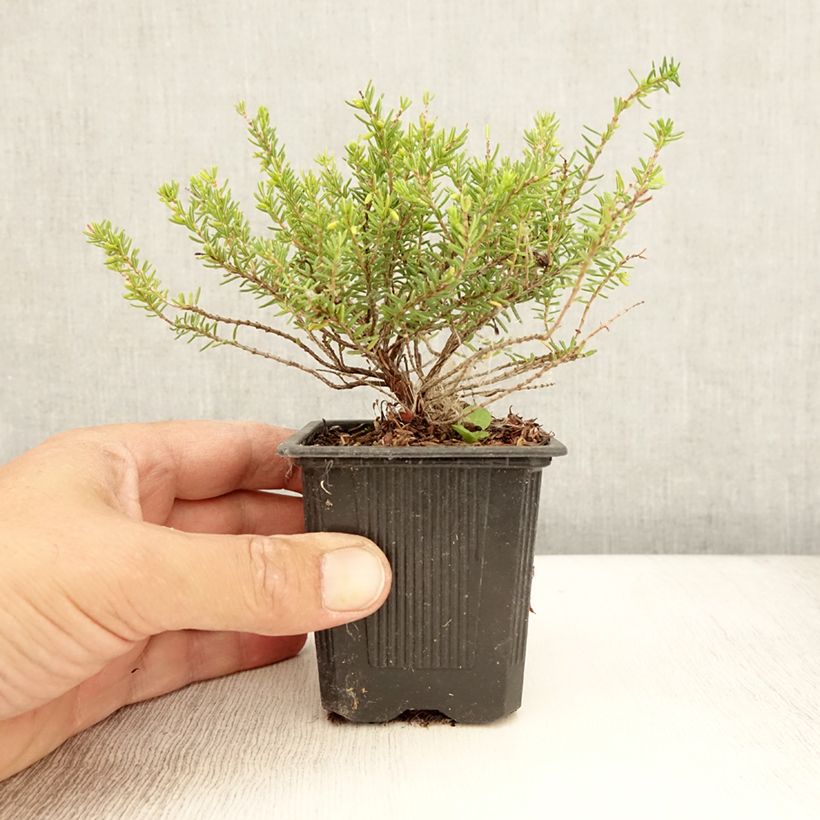 Ejemplar de Erica darleyensis Winter Belles Katia - Brezo rosado Maceta de 8/9 cm entregado en verano