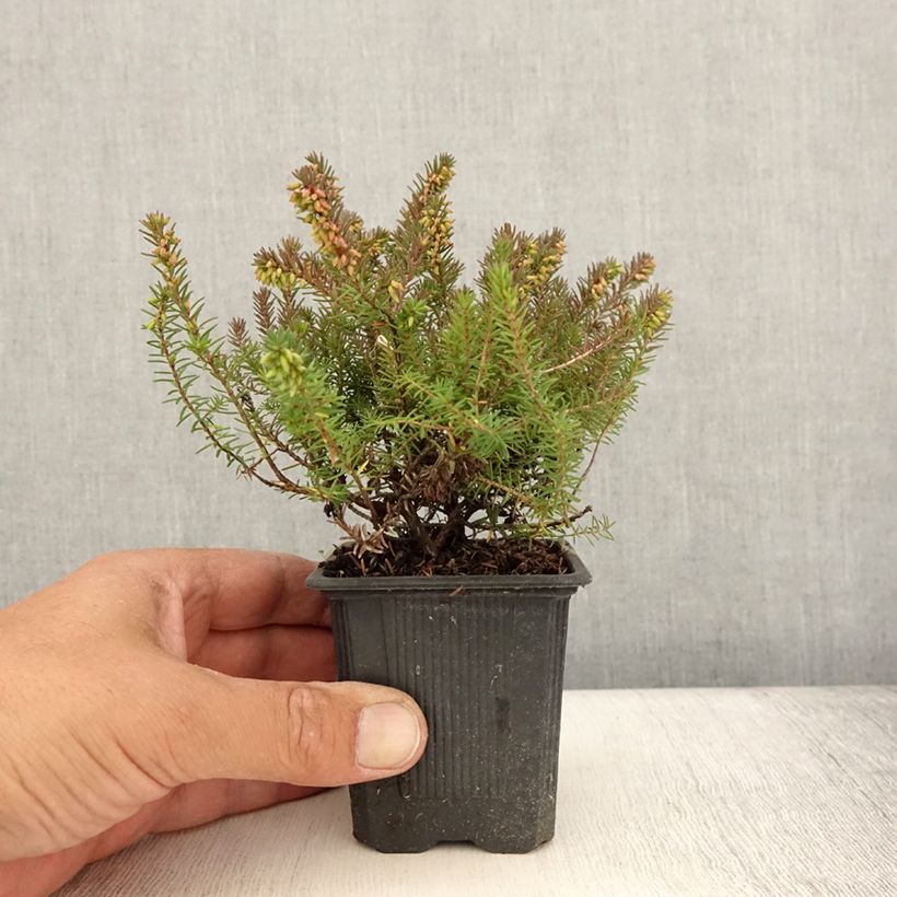 Ejemplar de Erica darleyensis Winter Belles Phoebe - Brezo rosado Maceta de 8/9 cm entregado en verano