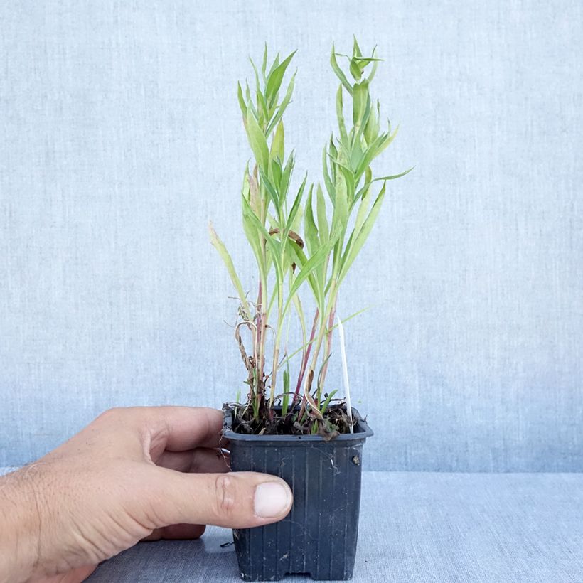Ejemplar de Erigeron Foersters Liebling - Margarita Maceta de 8/9 cm entregado en verano
