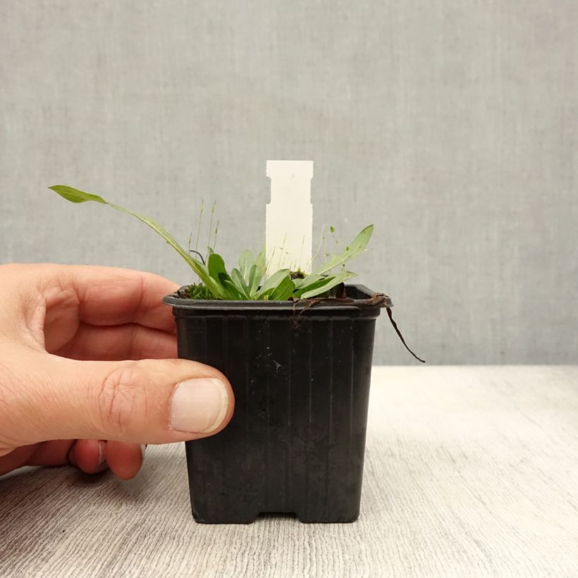 Ejemplar de Erigeron Foersters Liebling - Margarita Maceta de 8/9 cm entregado en otoño