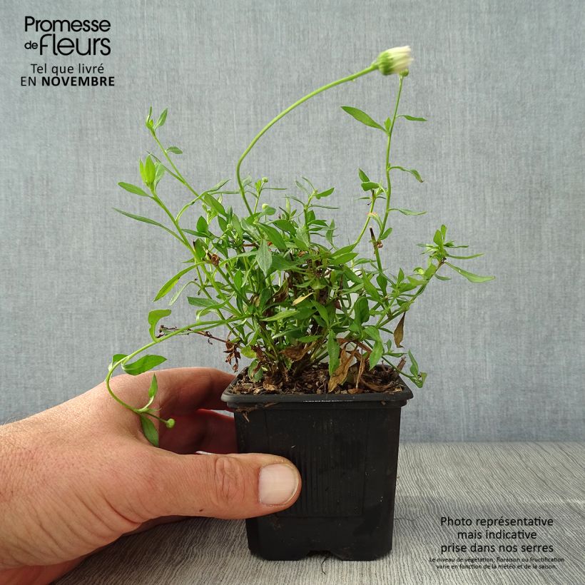 Ejemplar de Erigeron karvinskianus Lavender Lady - Margarita cimarrona Maceta de 8/9 cm entregado en otoño