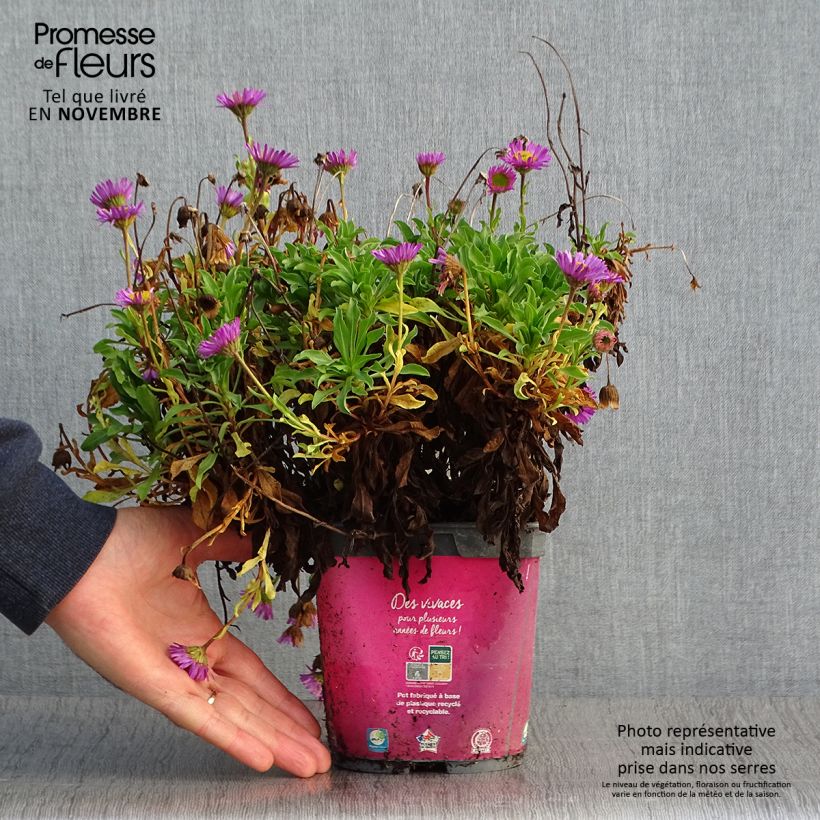 Ejemplar de Erigeron leiomerus - Margarita de hojas estrechas Maceta 2L/3L entregado en otoño