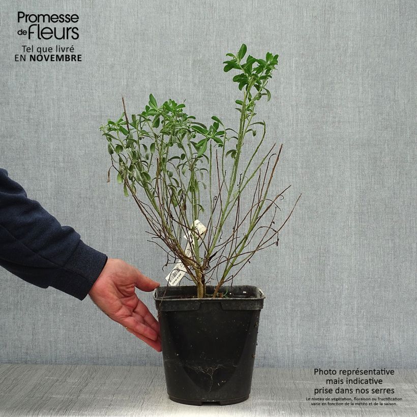 Ejemplar de Eriostemon myoporoides Maceta 3L/4L entregado en otoño