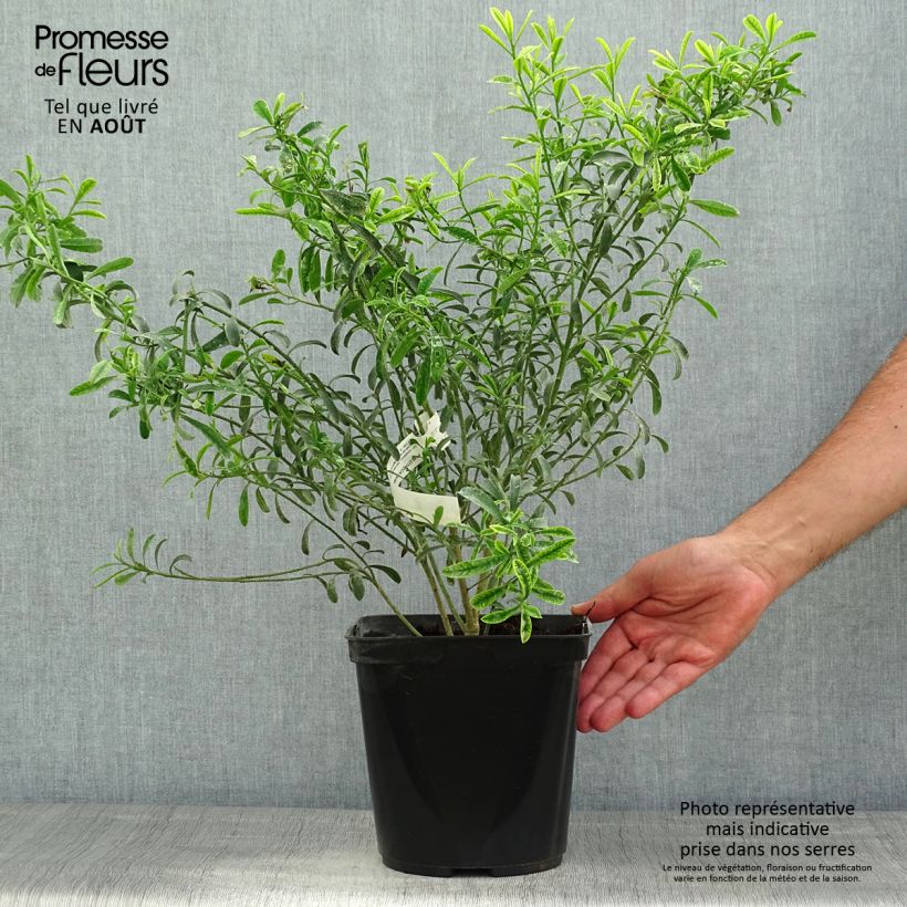 Ejemplar de Eriostemon myoporoides - Philotheca Pot de 3L/4L entregado en verano