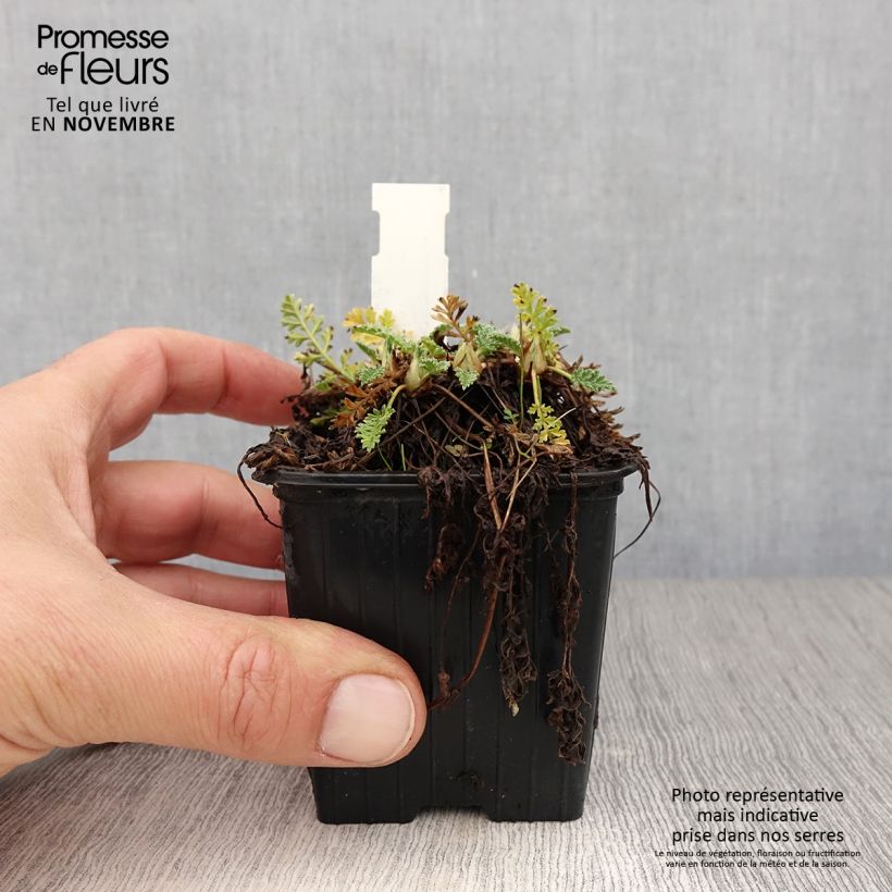 Ejemplar de Erodium chrysanthum - Alfileria amarilla Maceta de 8/9 cm entregado en otoño