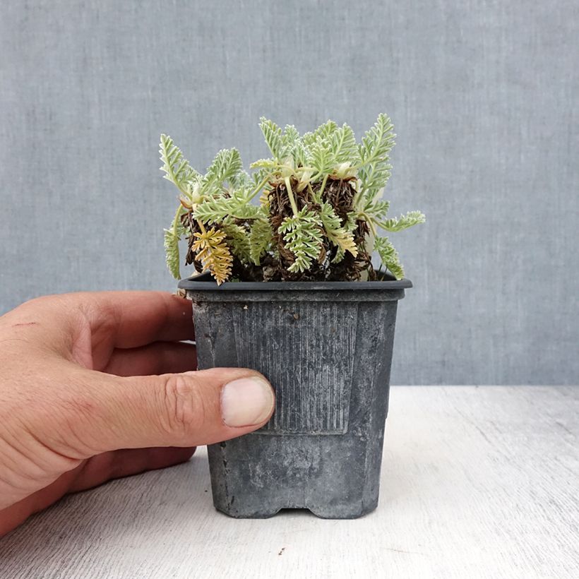 Ejemplar de Erodium chrysanthum - Alfileria amarilla Maceta de 8/9 cm entregado en verano