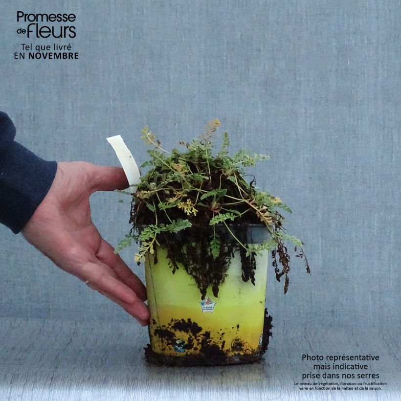 Ejemplar de Erodium chrysanthum - Alfileria amarilla Maceta 2L/3L entregado en otoño
