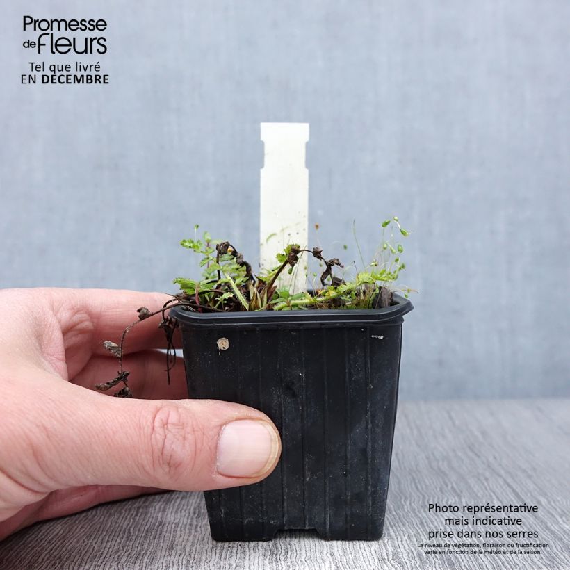 Ejemplar de Erodium manescavii - Alfileria Maceta de 8/9 cm entregado en otoño