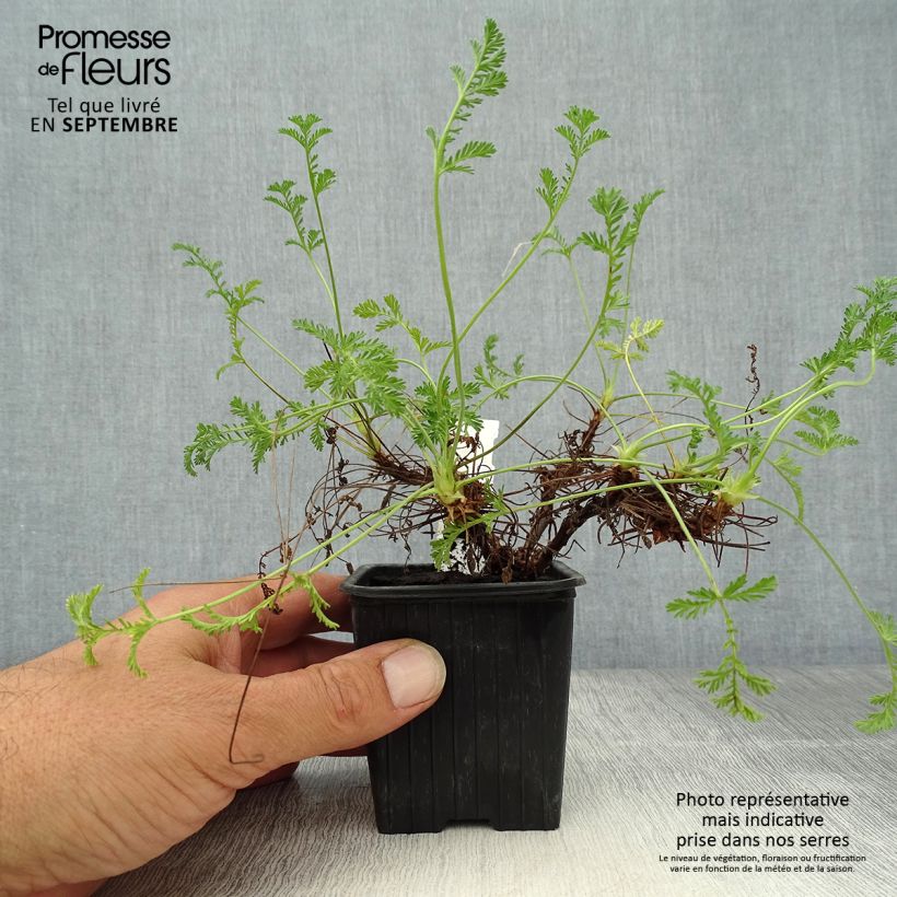 Ejemplar de Erodium Stephanie - Alfileria Maceta de 8/9 cm entregado en otoño