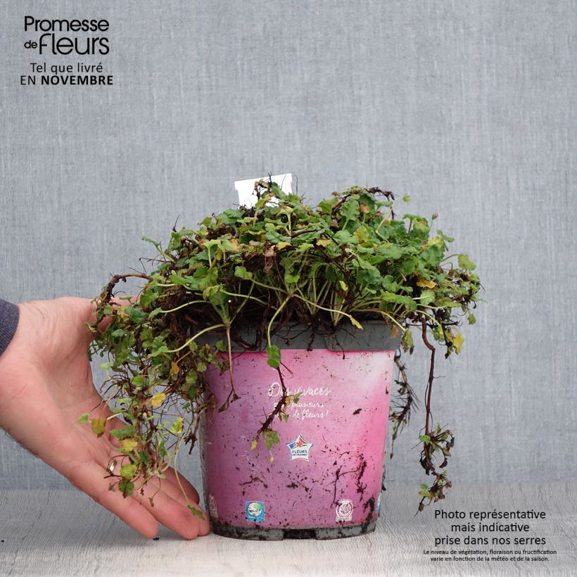 Ejemplar de Erodium Bishop's Form - Alfileria Maceta 2L/3L entregado en otoño