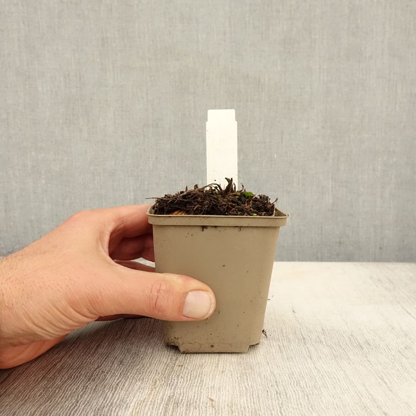 Ejemplar de Eryngium zabelii Jos Eijking - Eringio Maceta de 8/9 cm entregado en otoño