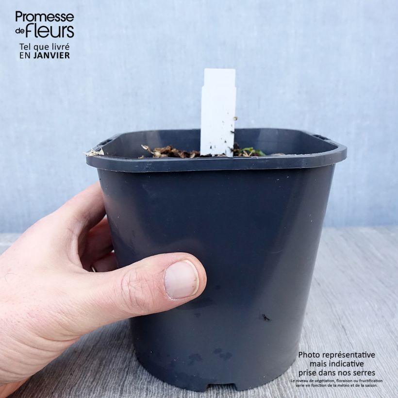 Eryngium maritimum - Cardo de mar Maceta 2L/3L Ejemplar entregado en invierno