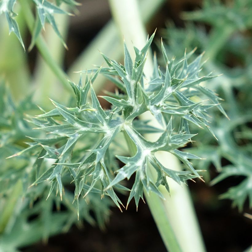 Eryngium bourgatii Pico's Amethyst - Panizo de mar (Follaje)