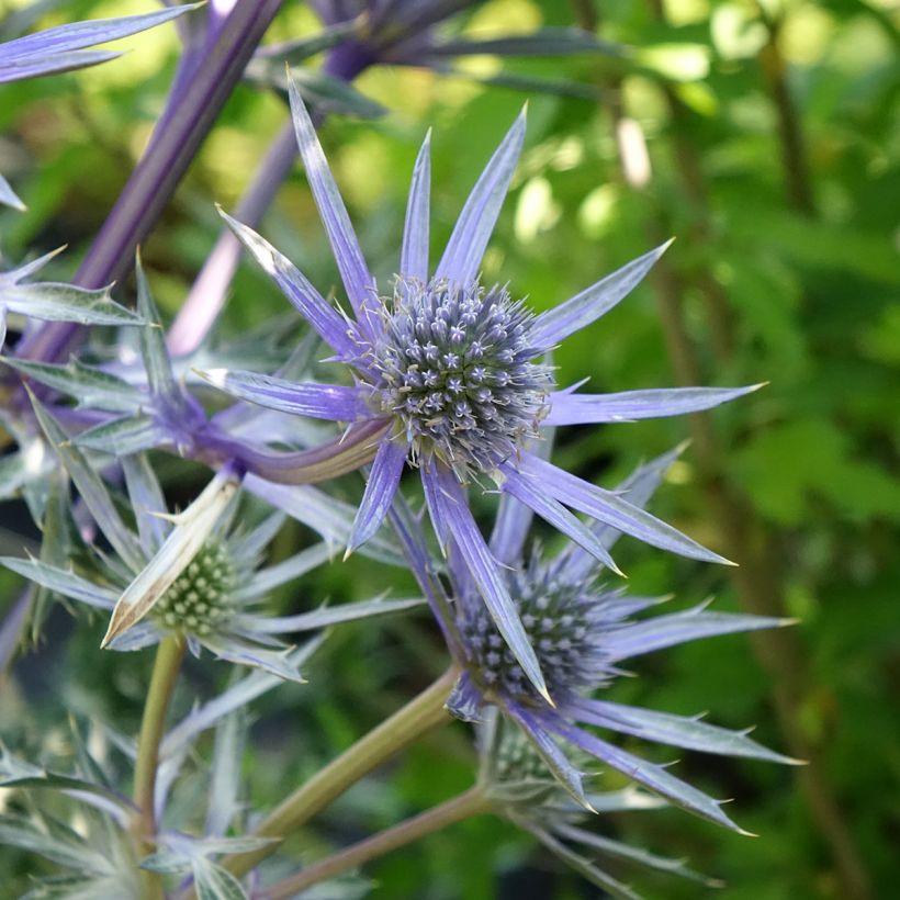 Eryngium bourgatii Pico's Amethyst - Panizo de mar (Floración)