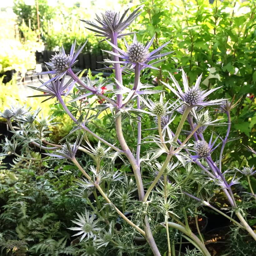 Eryngium bourgatii Pico's Amethyst - Panizo de mar (Porte)