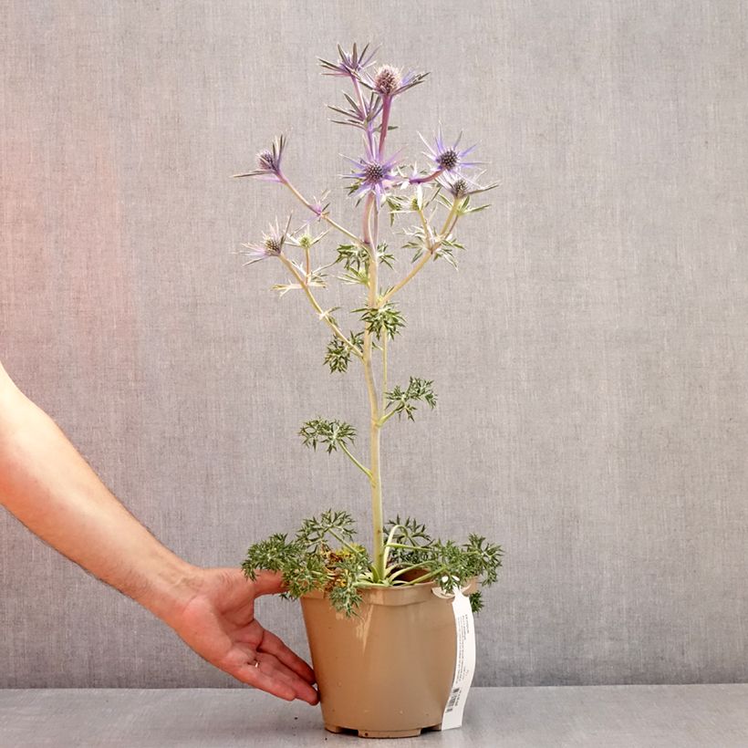 Ejemplar de Eryngium bourgatii Pico's Amethyst - Panizo de mar Maceta 3L/4L entregado en verano