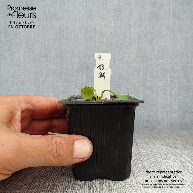 Ejemplar de Eryngium planum Blue Hobbit - Cardo plano Maceta de 8/9 cm entregado en otoño