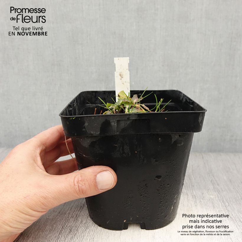 Ejemplar de Eryngium planum Blue Hobbit - Cardo plano Maceta 2L/3L entregado en otoño