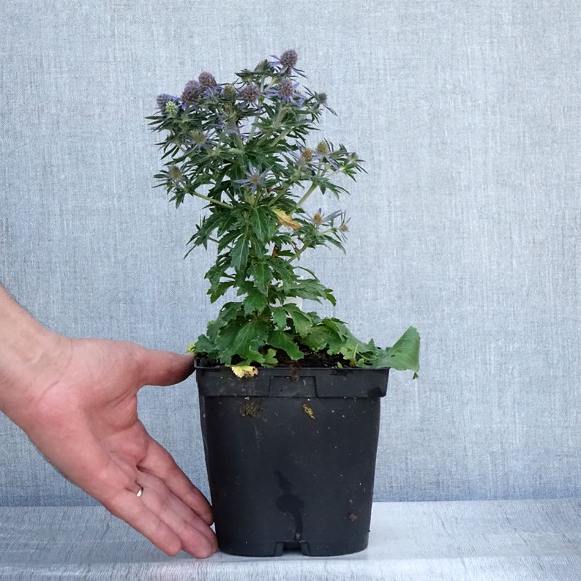 Ejemplar de Eryngium planum Blue Hobbit - Cardo plano Maceta 2L/3L entregado en verano