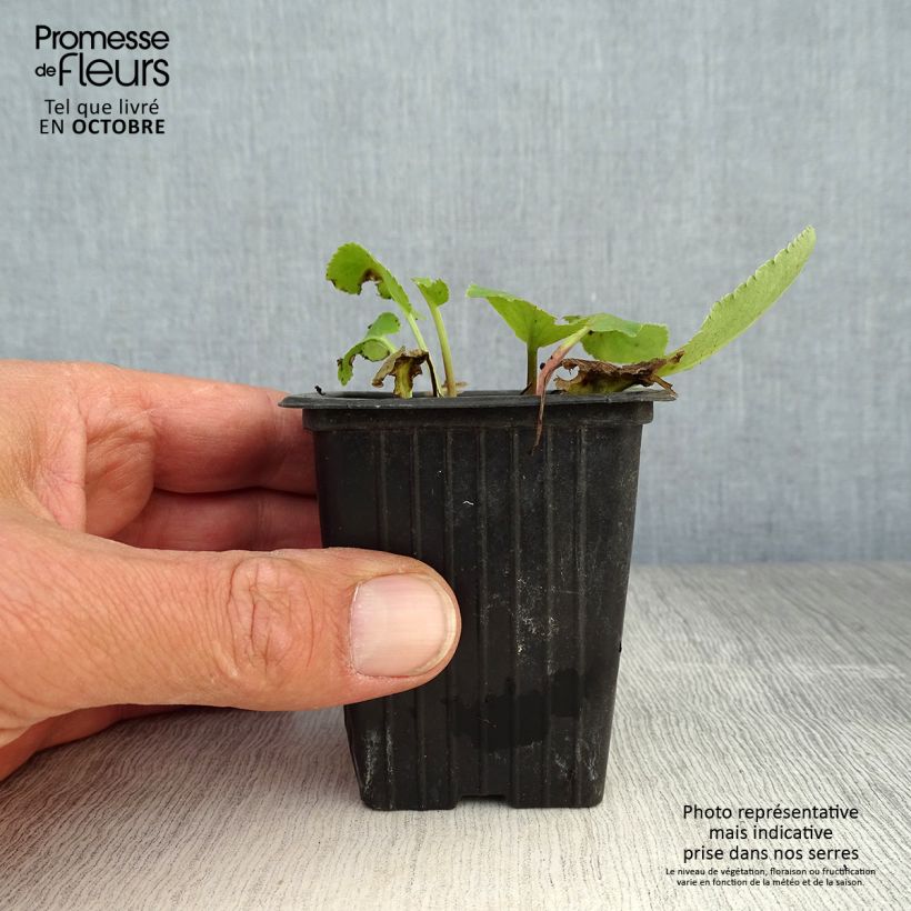 Ejemplar de Eryngium planum - Cardo plano Maceta de 7/8 cm entregado en otoño