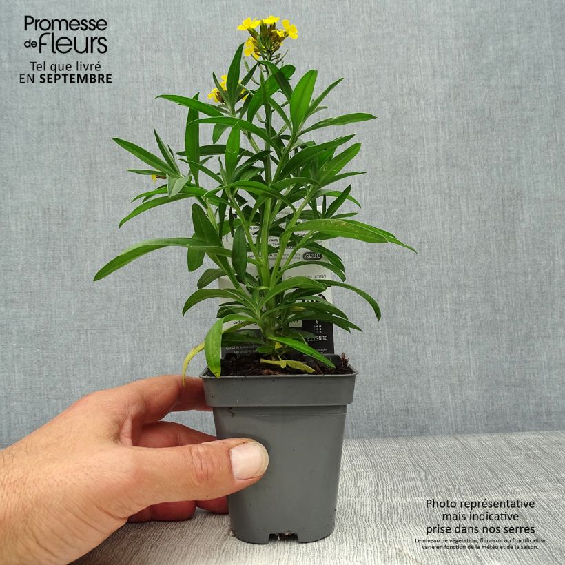 Ejemplar de Erysimum alpinum - Alhelí Maceta de 8/9 cm entregado en otoño