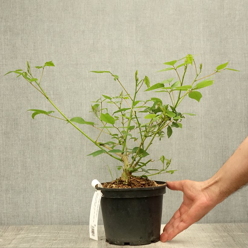 Ejemplar de Erythrina Amélie Jeckert - Ceibo Maceta 3L/4L entregado en verano