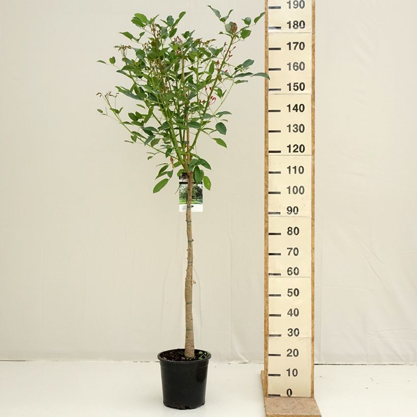 Erythrina crista-galli - Ceibo Maceta 7,5L/10LAltura de entrega aprox. 170/200cm Ejemplar entregado en la primavera