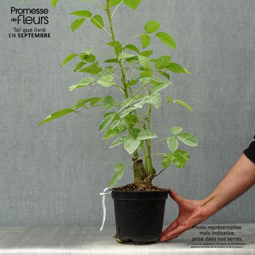 Ejemplar de Erythrina crista-galli Compacta - Ceibo Maceta 2L/3L entregado en otoño