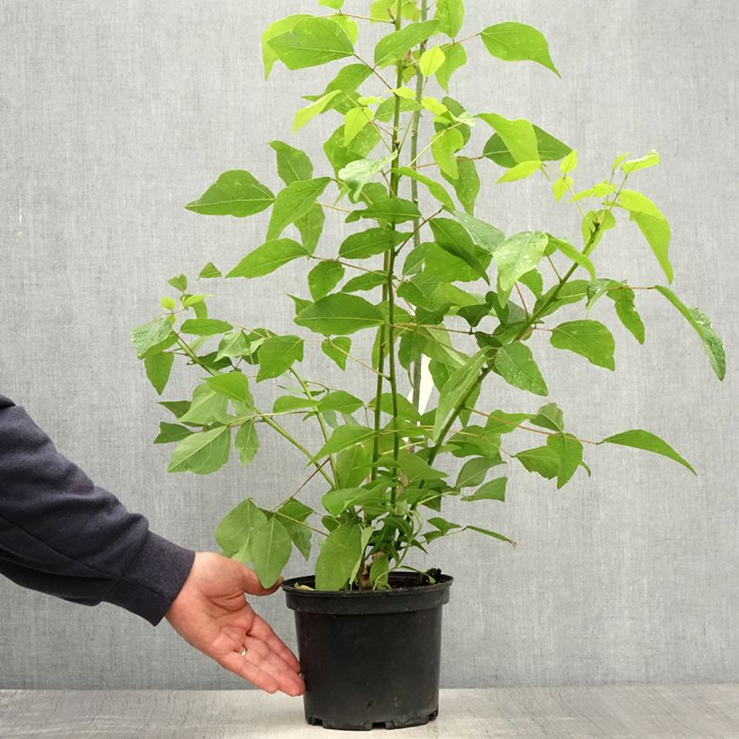 Ejemplar de Erythrina bidwillii - Coralito Maceta 2L/3LAltura de entrega aprox. 30/40cm entregado en verano