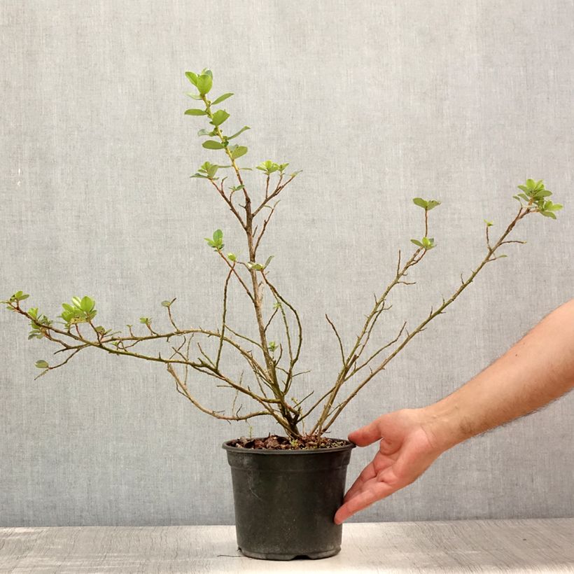 Ejemplar de Escallonia C.F. Ball en pot de 2L/3L entregado en verano