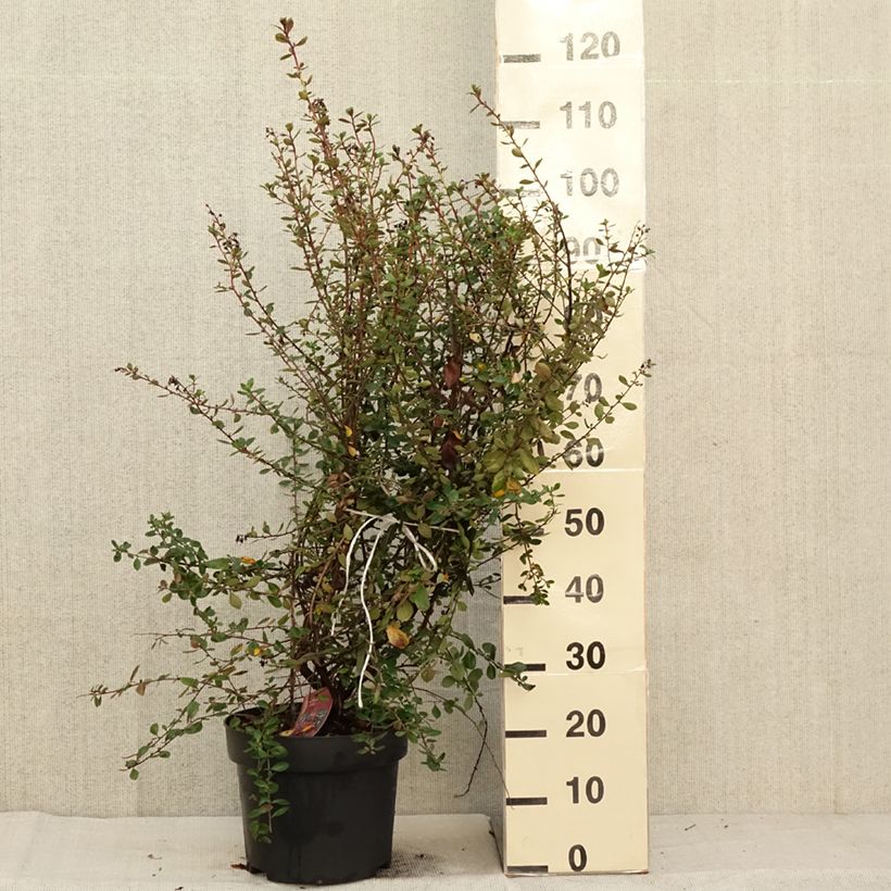 Ejemplar de Escallonia C.F. Ball Maceta 7,5L/10L entregado en otoño