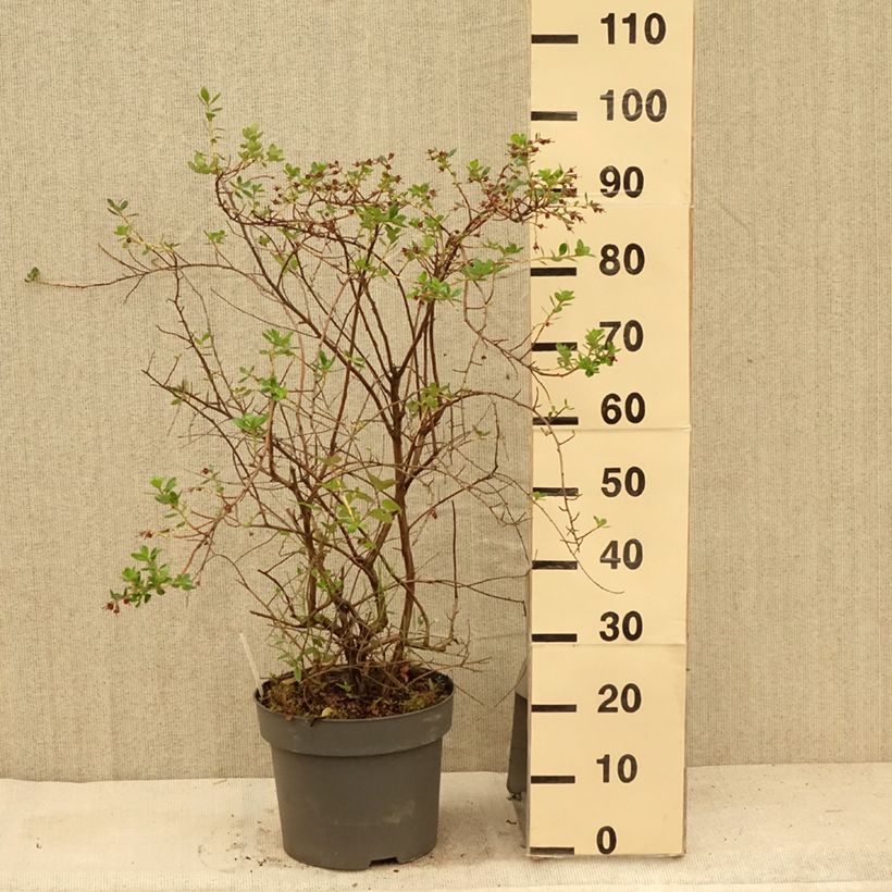 Ejemplar de Escallonia C.F. Ball en pot de 7,5L/10L entregado en verano