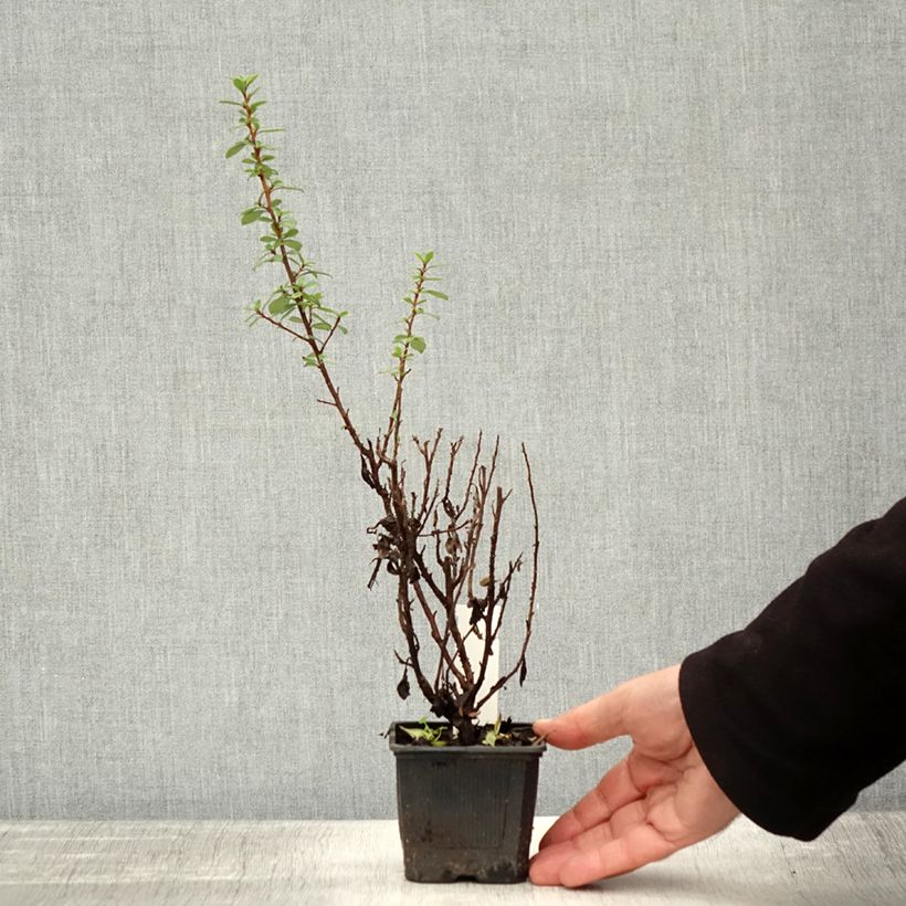 Ejemplar de Escallonia compacta Coccinea Maceta de 8/9 cm entregado en otoño