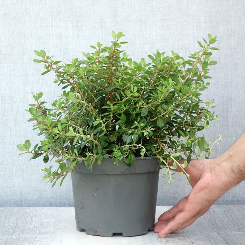 Ejemplar de Escallonia Red Dream Maceta 2L/3LAltura de entrega aprox. 20/30cm entregado en verano