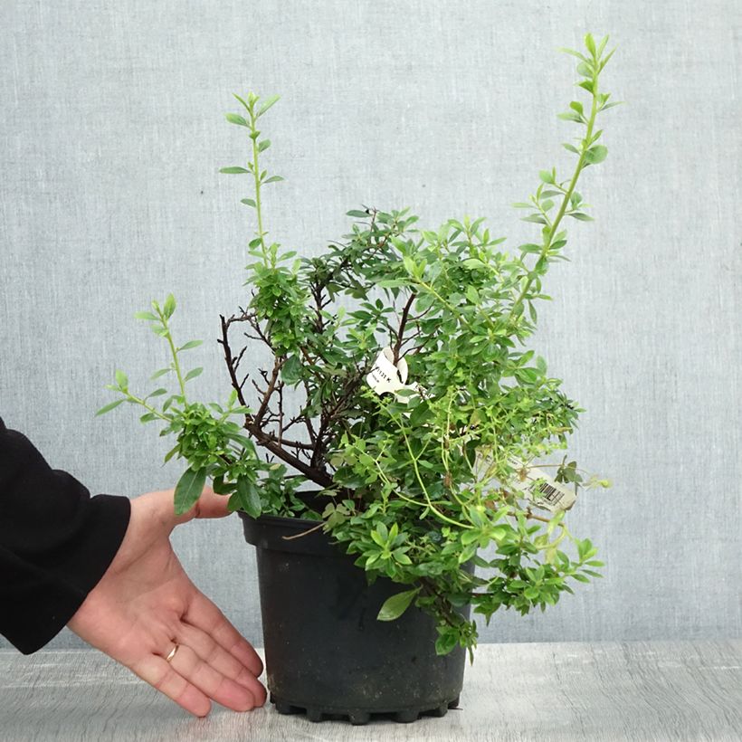 Ejemplar de Escallonia Show Stopper Maceta 3L/4L entregado en otoño