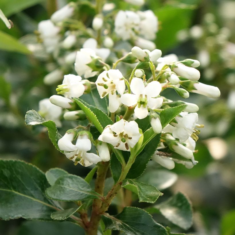 Escallonia Iveyi (Floración)