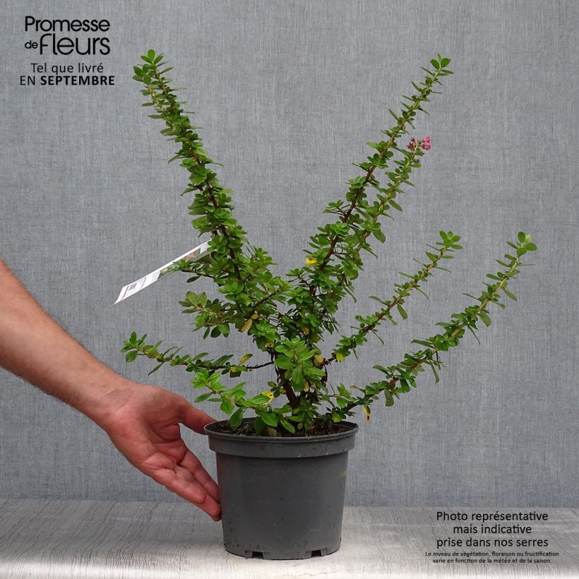 Ejemplar de Escallonia Pride of Donard Maceta 2L/3L entregado en otoño