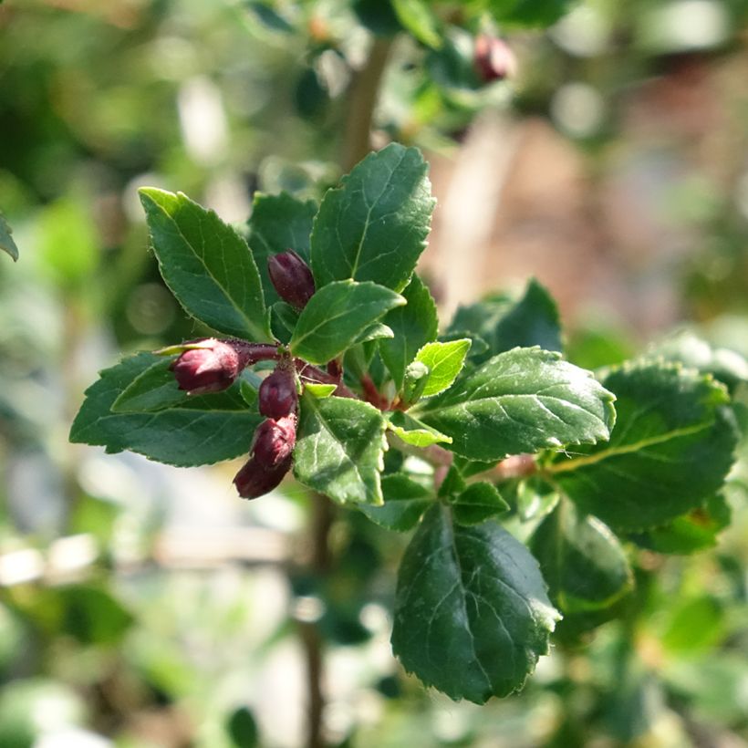 Escallonia Red Elf (Follaje)