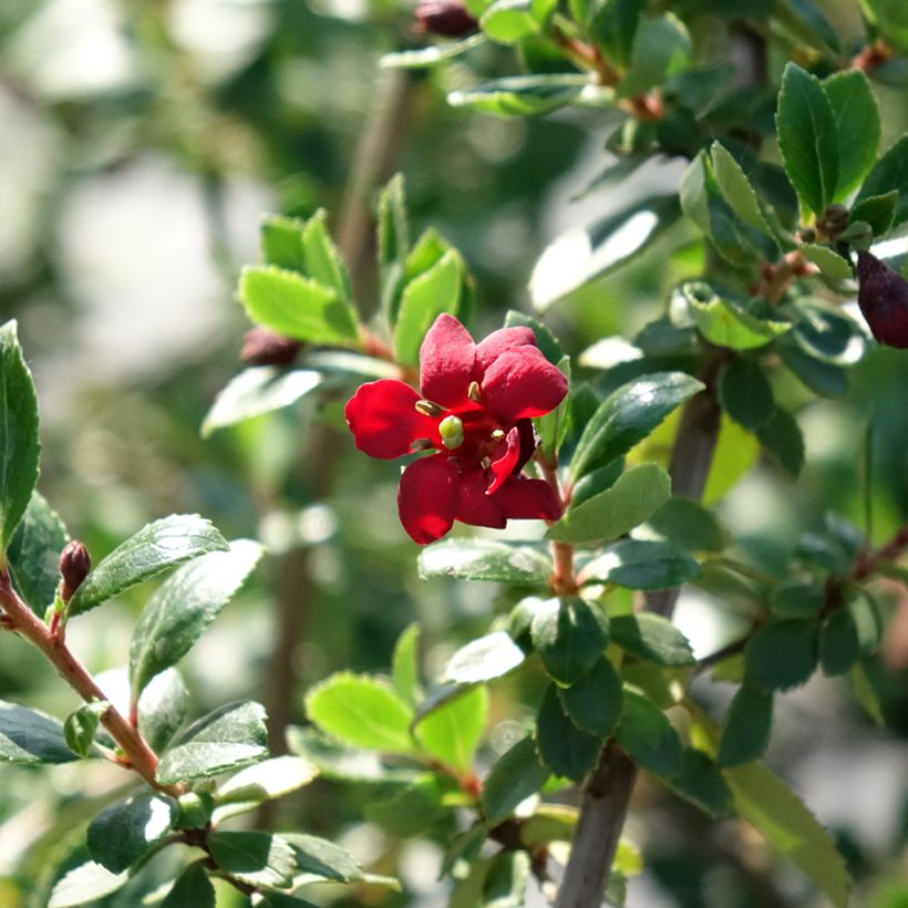 Escallonia Red Elf (Floración)