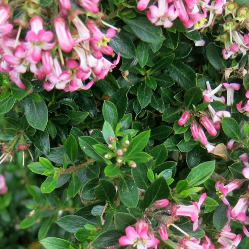Escallonia Show Stopper (Follaje)