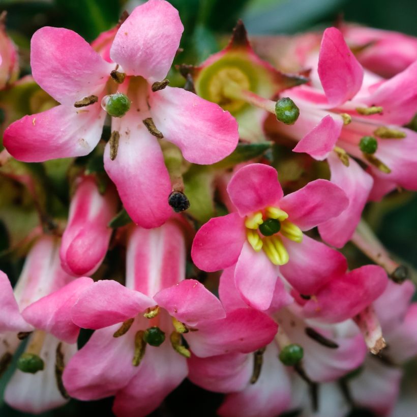 Escallonia Show Stopper (Floración)