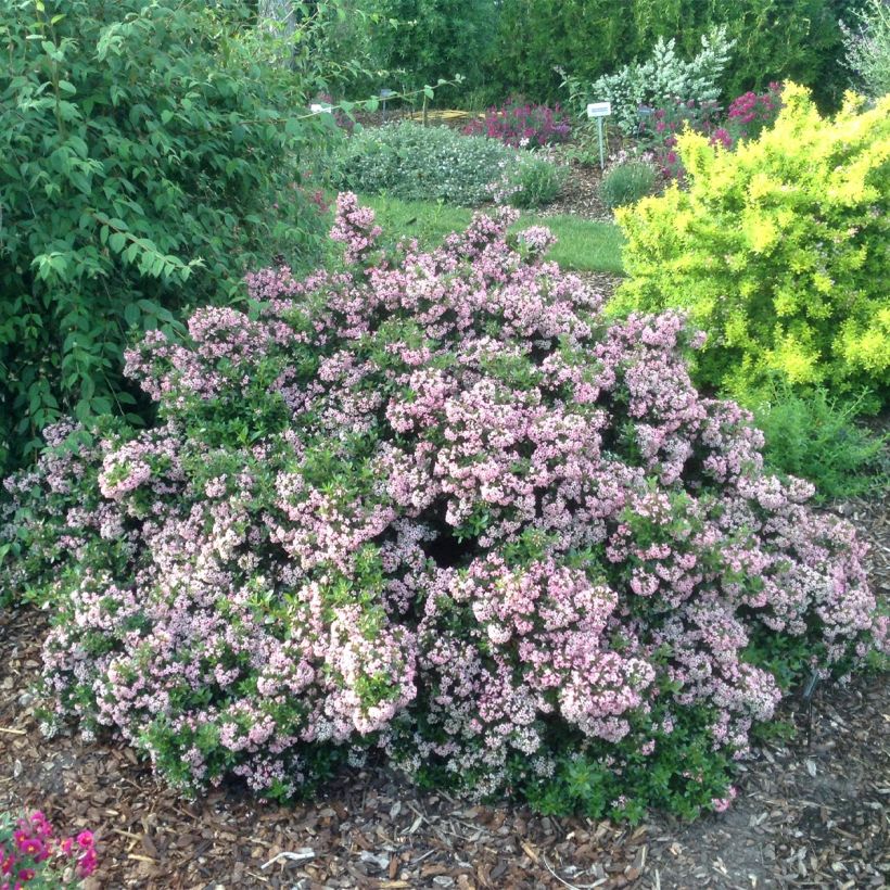 Escallonia Show Stopper (Porte)