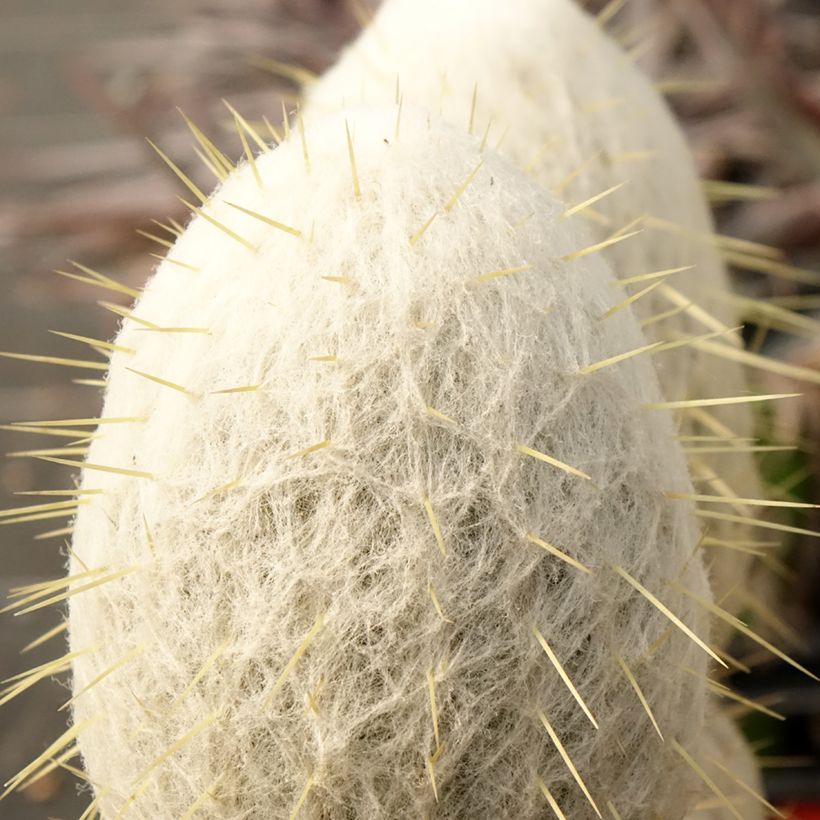Cactus - Espostoa churinensis (Follaje)