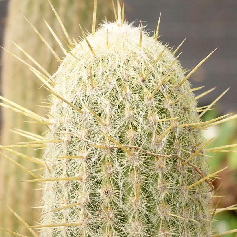 Cactus - Espostoa lanata (Follaje)